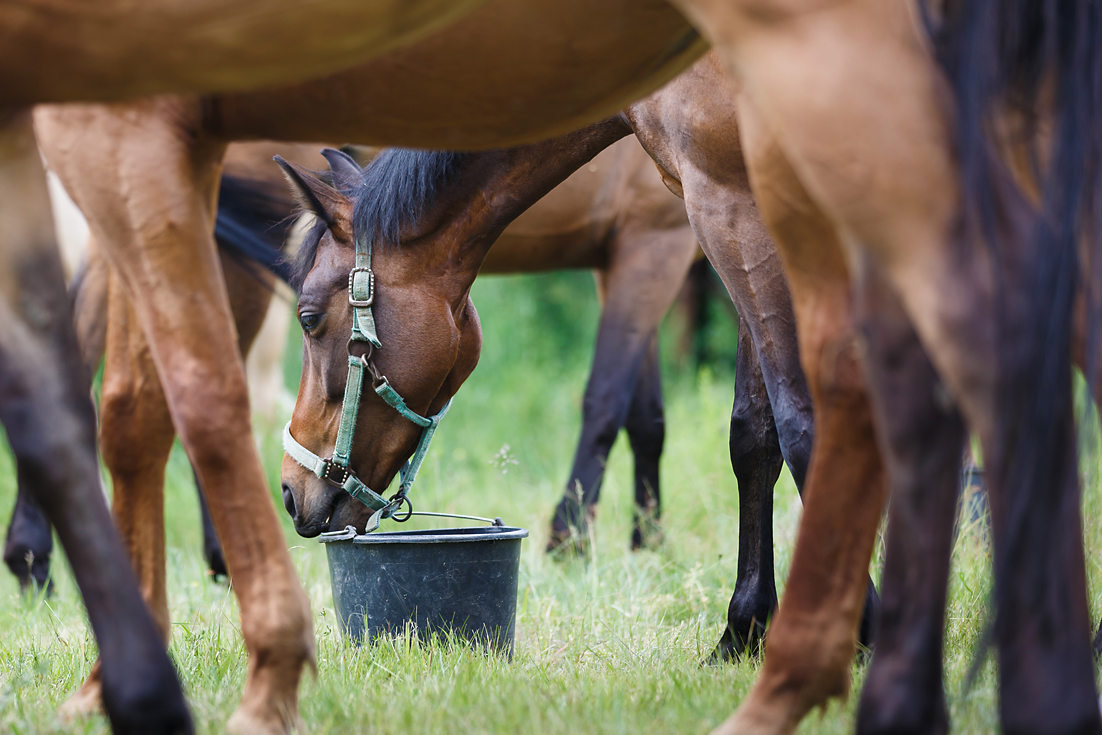 Stabilized Rice Bran Feed Products