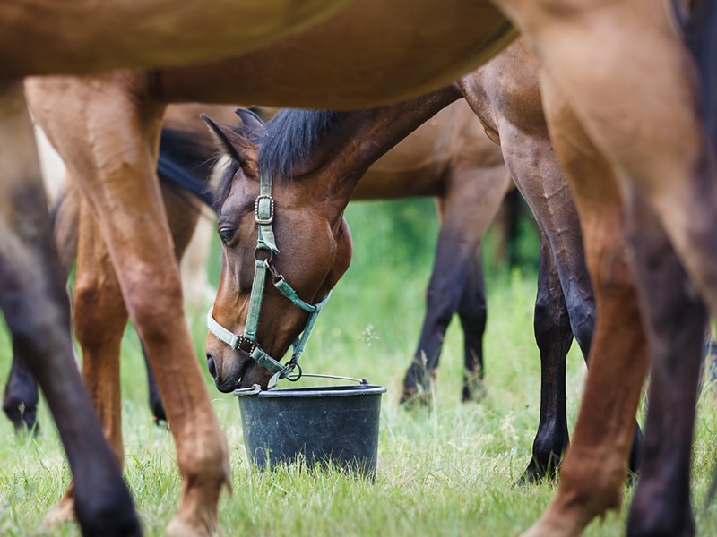 Stabilized Rice Bran Feed Products
