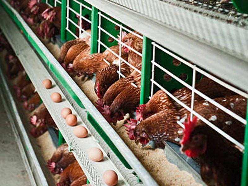 Rice Bran Feed Products