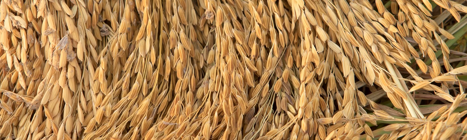Medium Grain Milled Rice