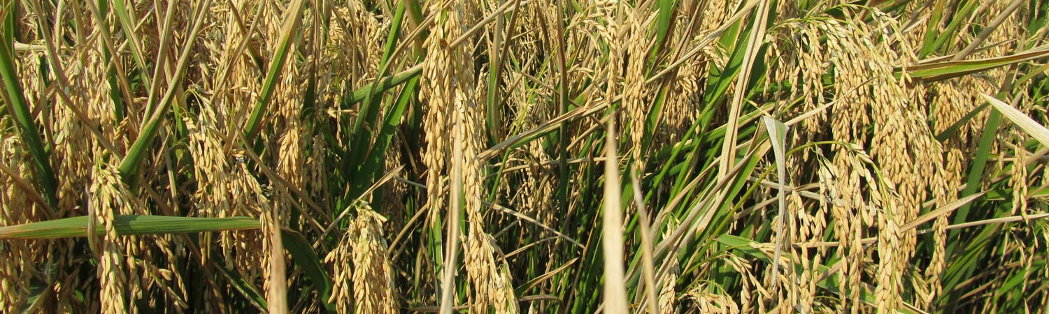 Long Grain Brown Rice
